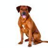 ZENWISE Calming Bites for Dogs-1
