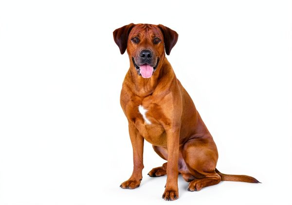 ZENWISE Calming Bites for Dogs-1