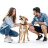 Glantu Dog Calming Diffuser Pheromones Anxiety Relief Plug-5