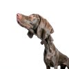 Purina Calming Care Dog Probiotic Supplement-4