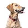 Calm & Confident Dog Calming Chews by FoodScience-1