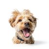 Calm & Confident Dog Calming Chews by FoodScience-2