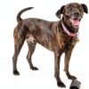 Pet Honesty Calming Chews Vet Recommended Dog Cat Treats-3