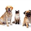 Dog Calming Chews by Garmon Corp Pet Relaxants-6