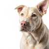 Chewia Dog Calming Chews Hemp Anxiety Relief Treats-1