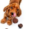 Petsology Dog Calming Chews Hemp Oil Relaxation-1