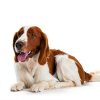 Calming Dog Treats by YUMA'S Pet Anxiety Relief-4