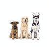 GKD Calming Hemp Chews Dog Anxiety Relief Natural-4